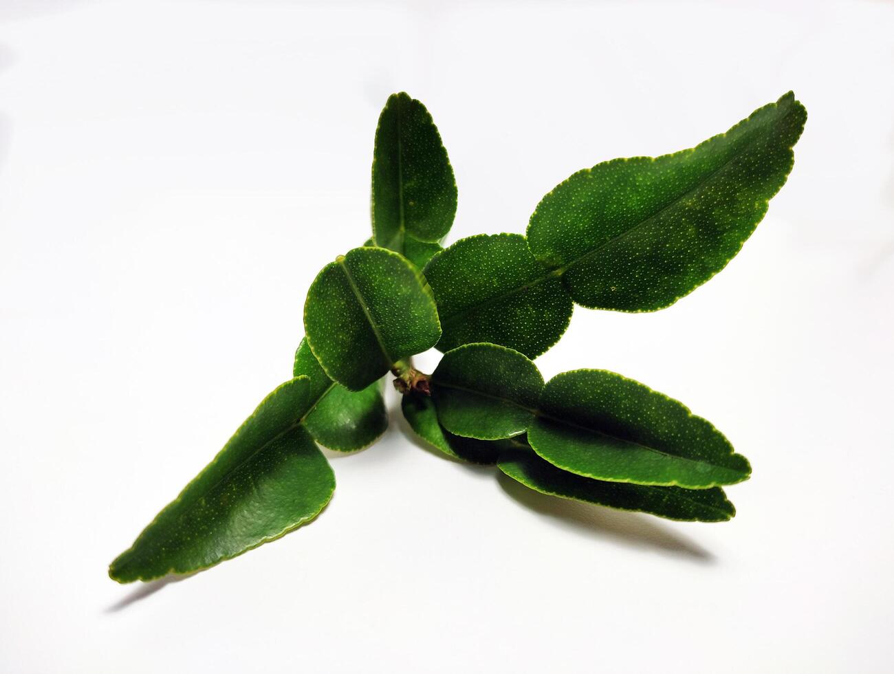 A plant with green leaves on a white background photo