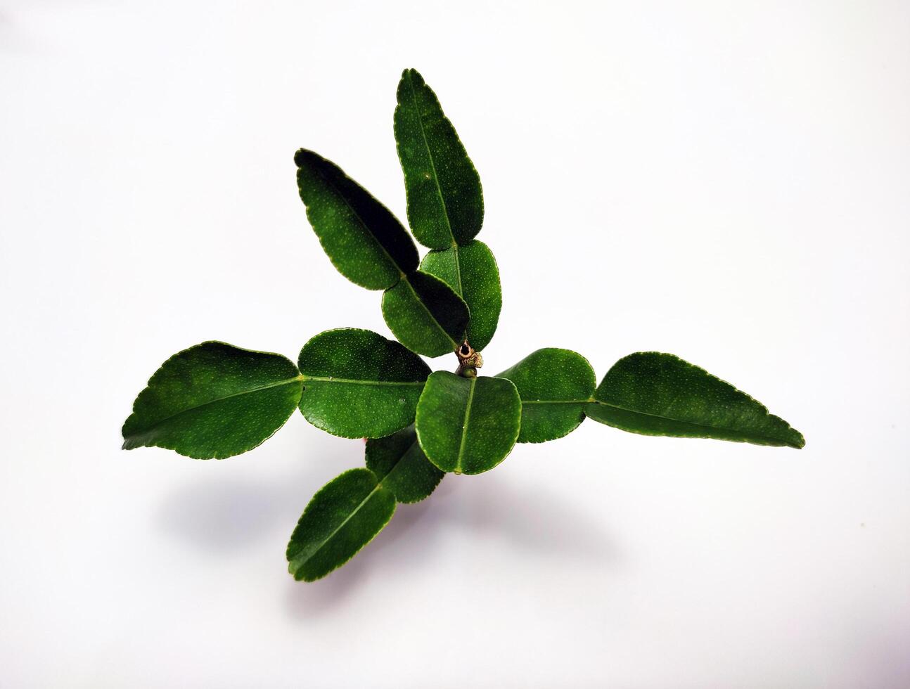 A small plant with green leaves on a white surface photo