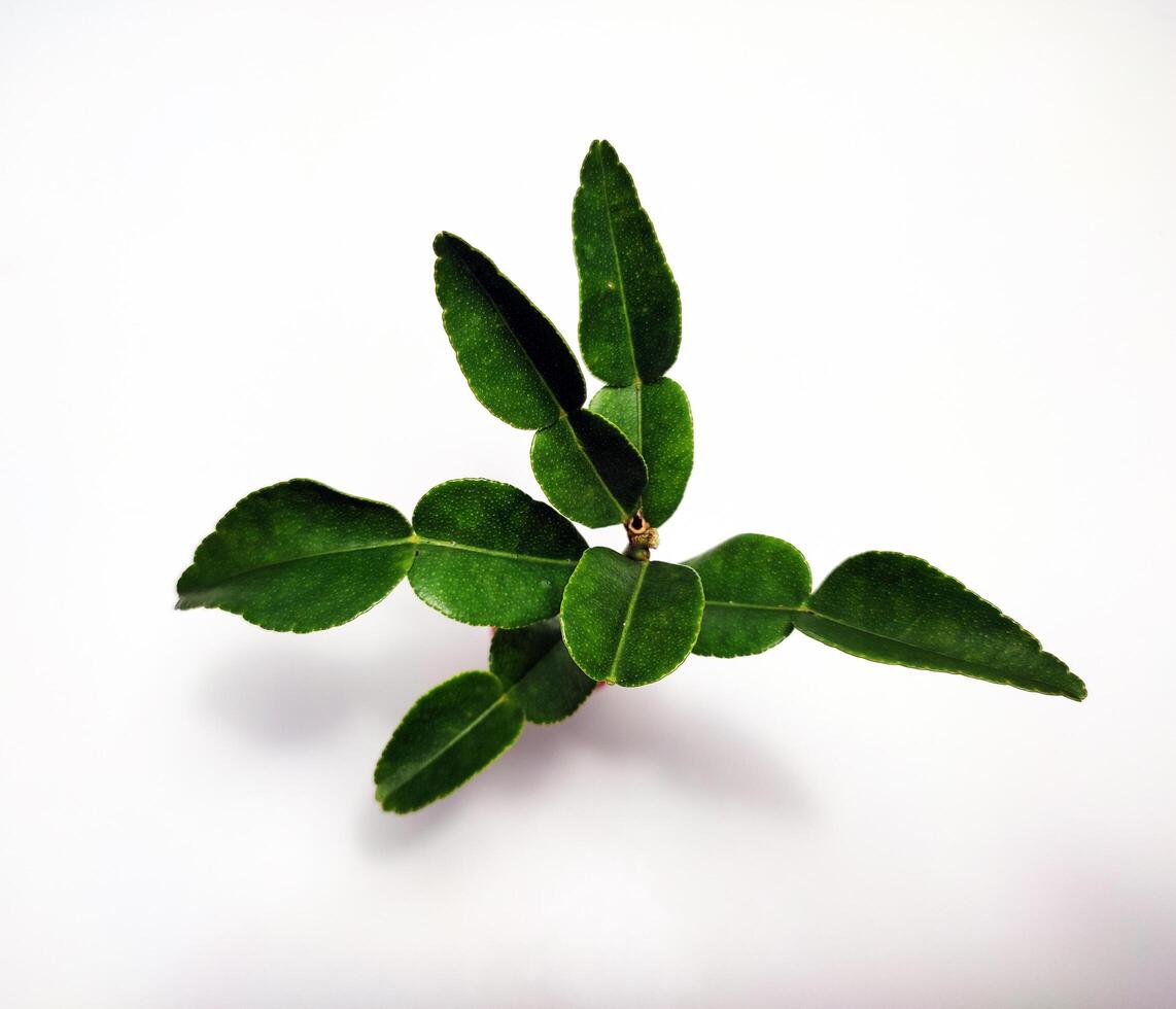 A small plant with green leaves on a white surface photo