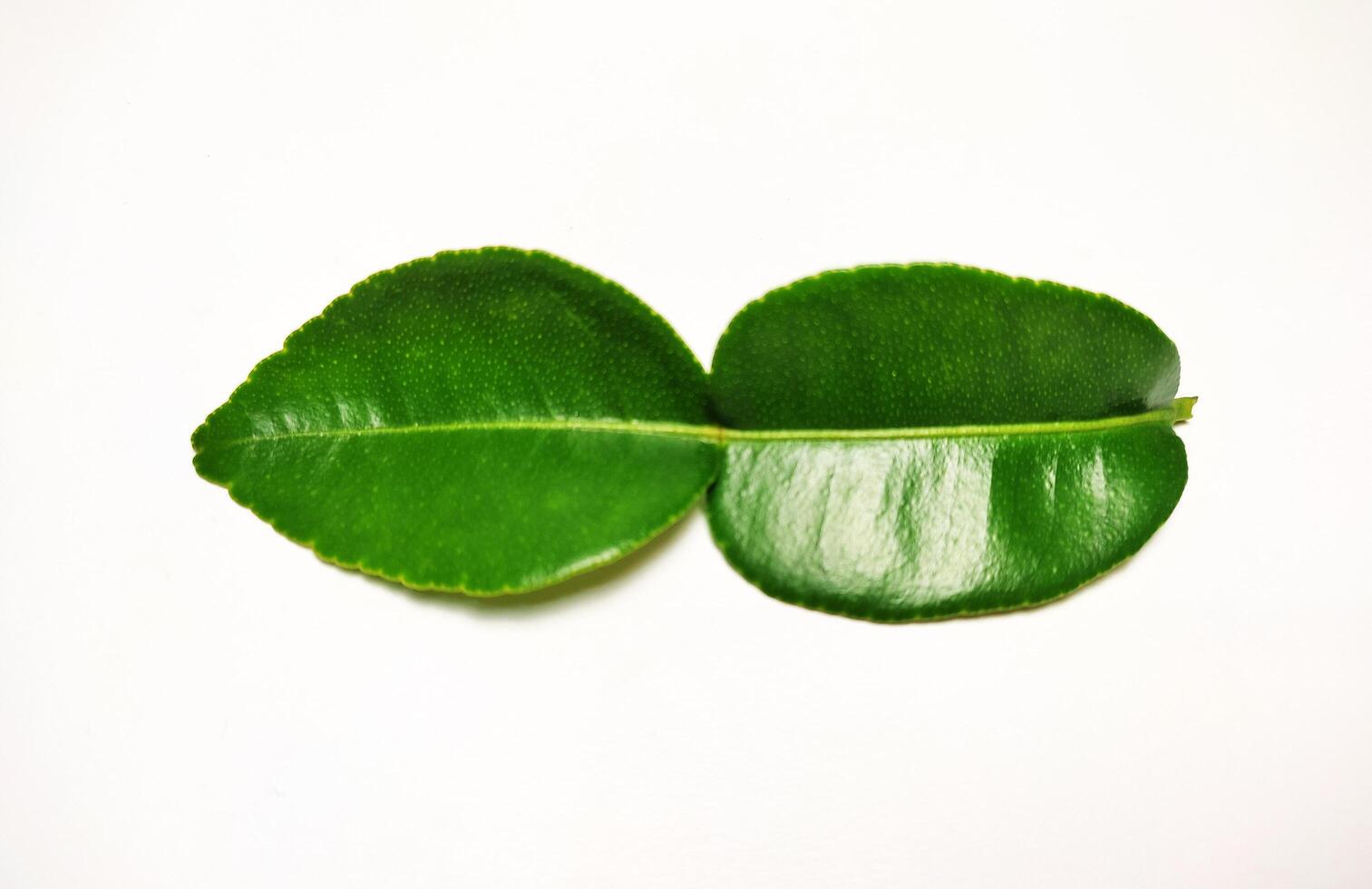 a lime leaf isolated on white background 2 photo