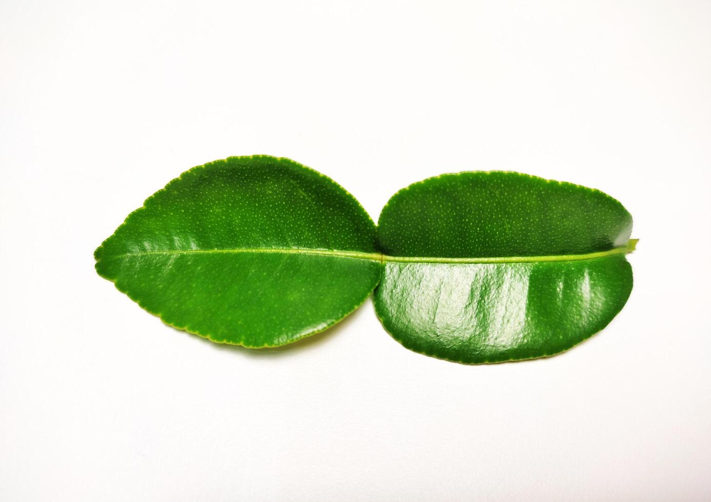 a lime leaf isolated on white background 3 photo