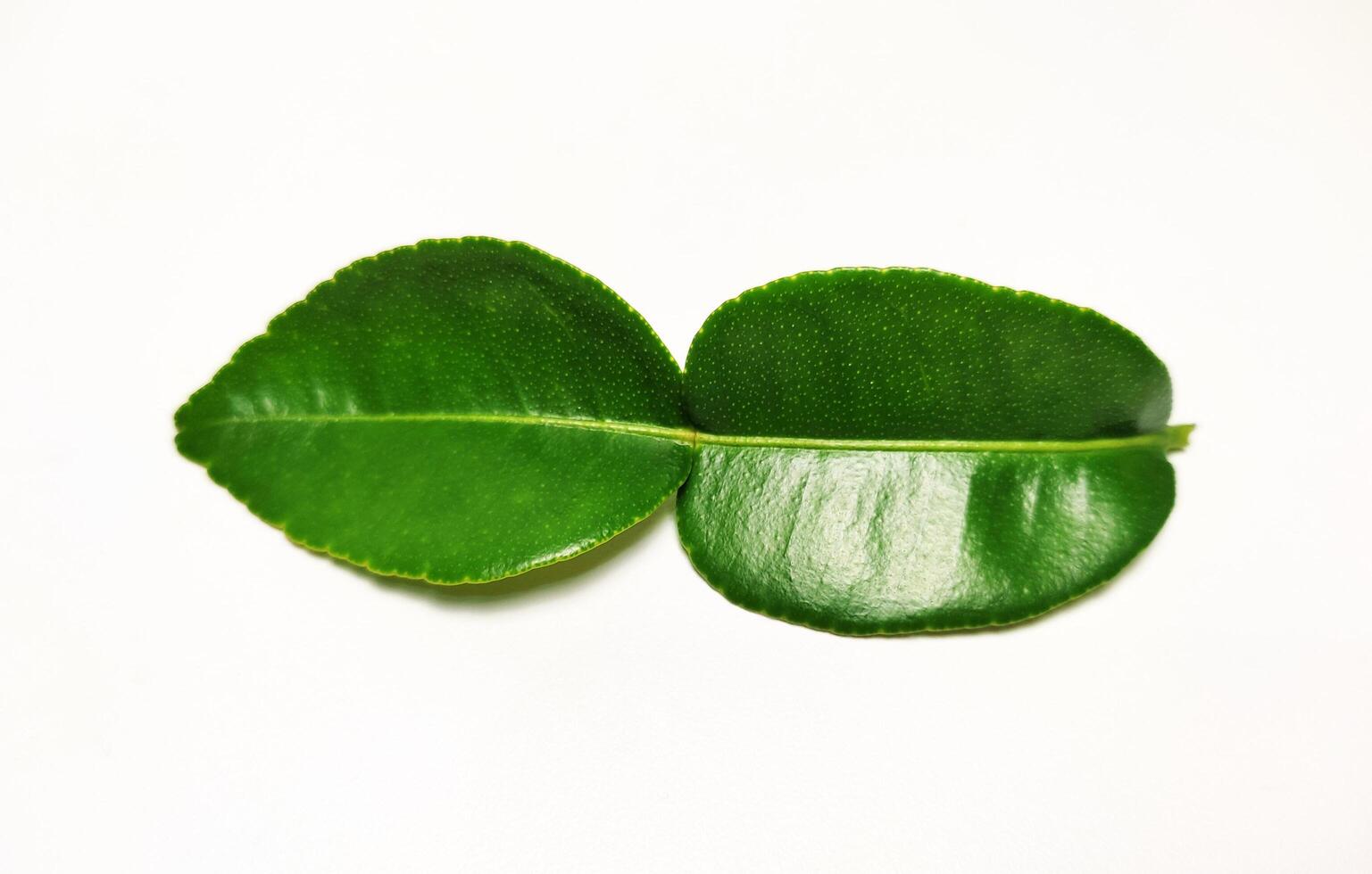 a lime leaf isolated on white background 1 photo