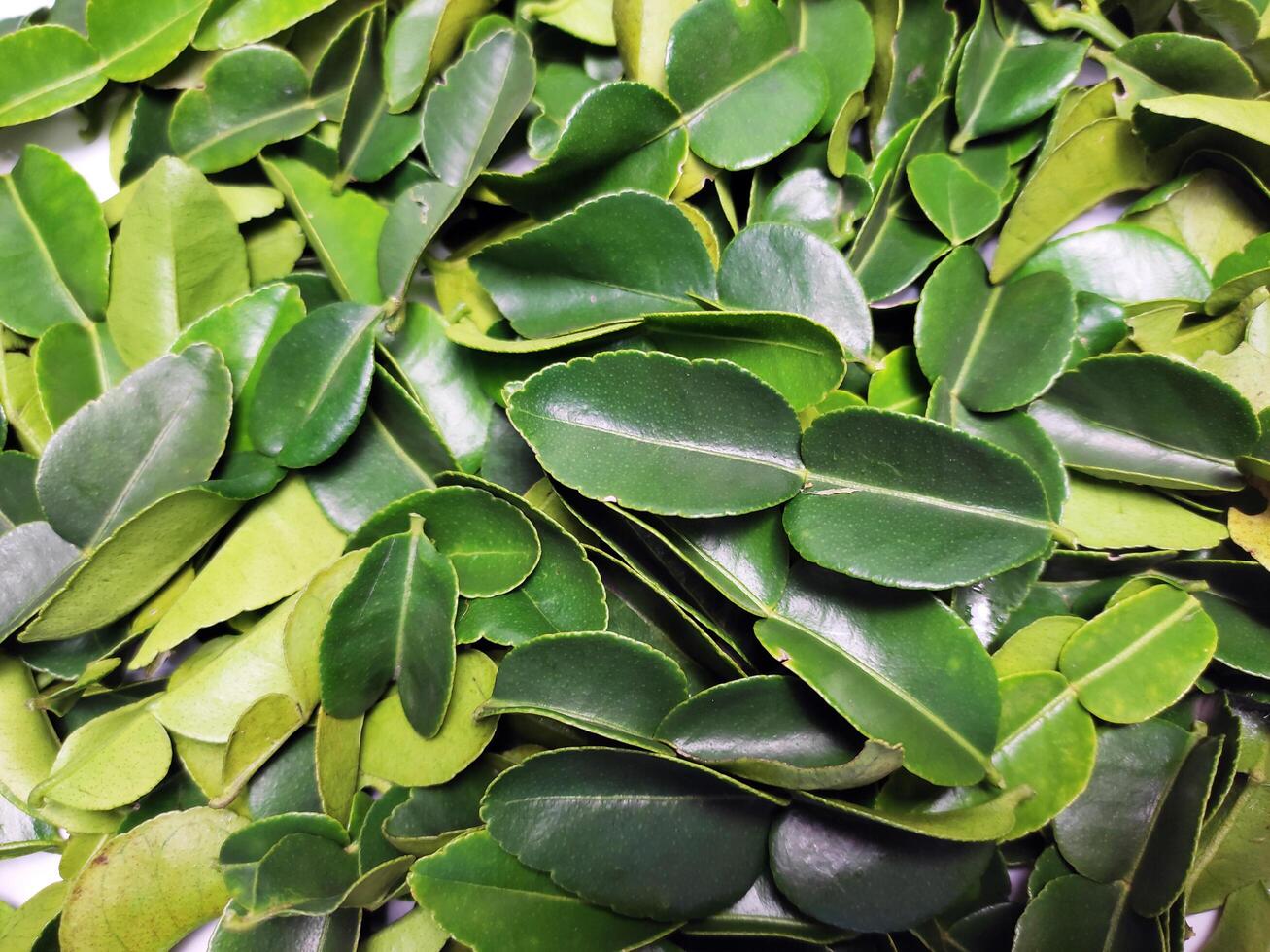 small pile of lime leaves photo