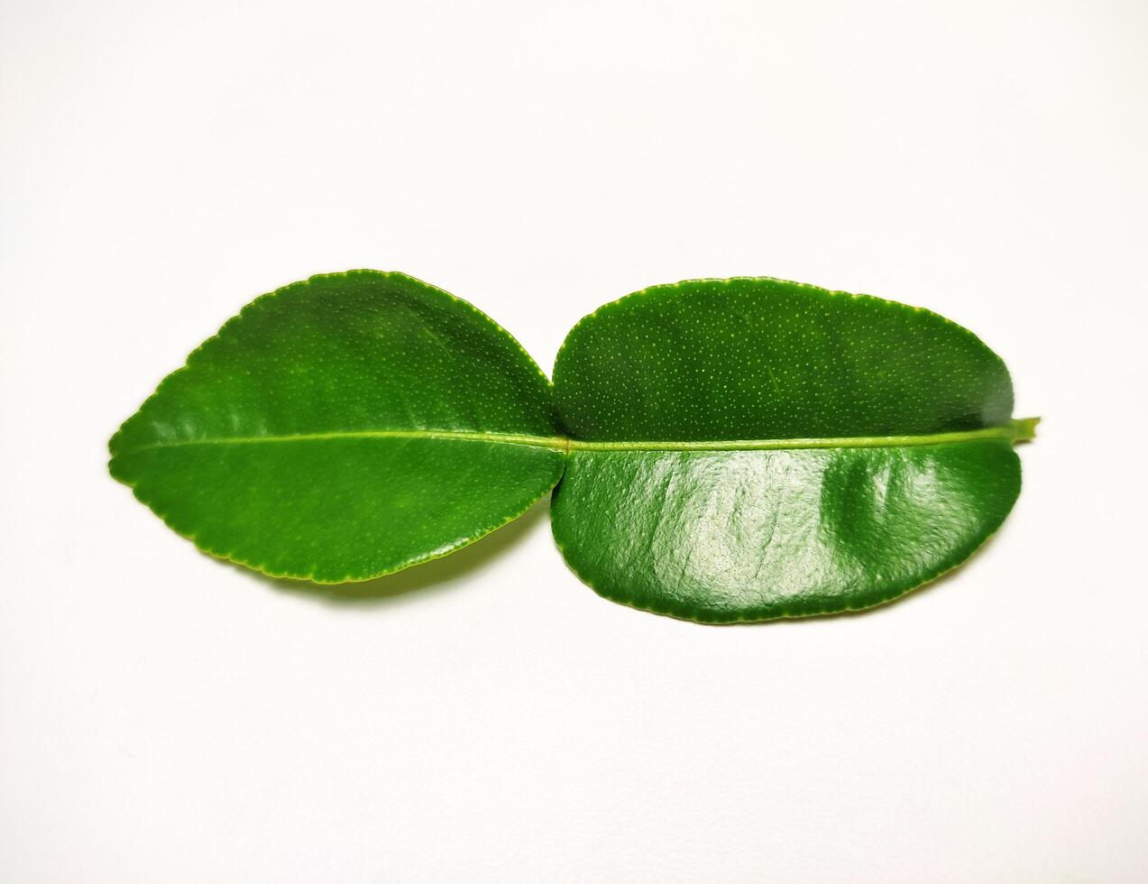 a lime leaf isolated on white background photo