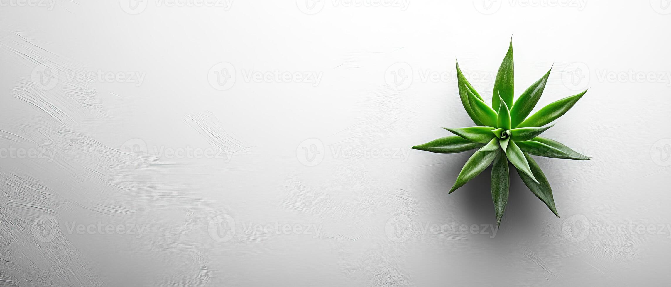 Minimalist Top View of Green Succulent on Textured White Background with Copy Space photo