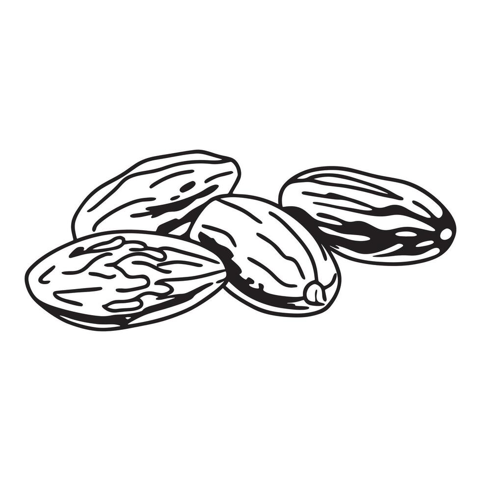Luscious dates Fruits vector