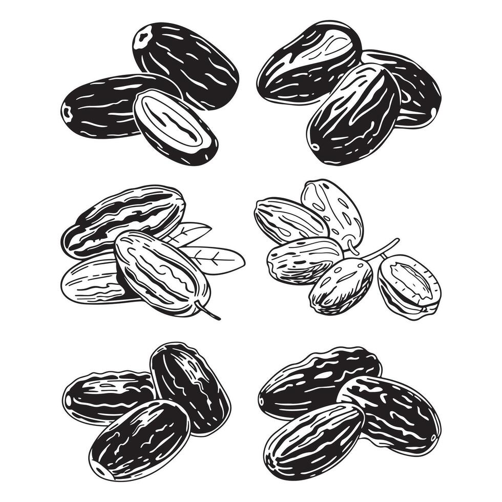 Fresh Luscious dates Fruits vector