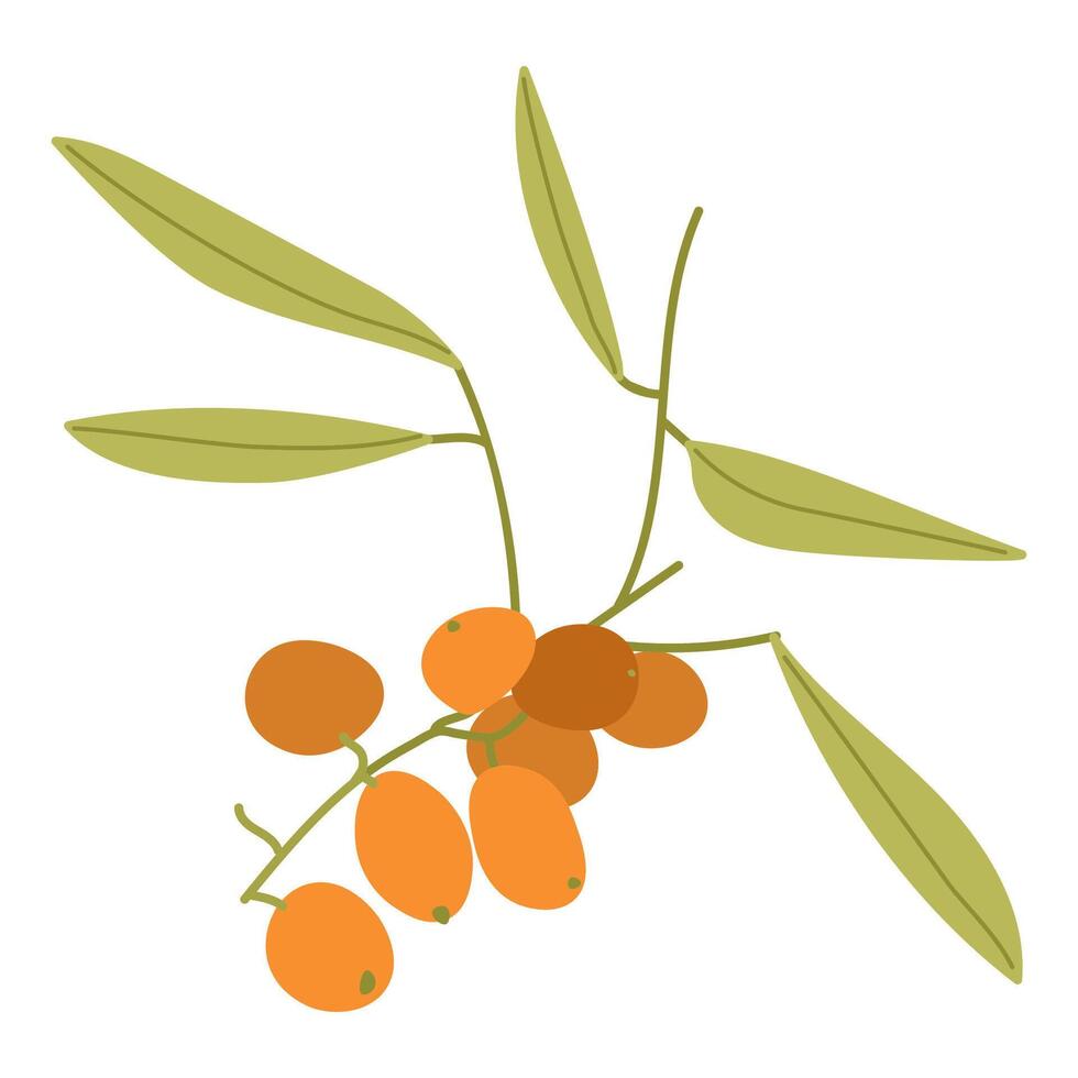 Sea buckthorn isolated on the white. illustration in 3d style. The concept of realistic image of medical plants, herbs. Designed to create package of health, beauty natural products. vector