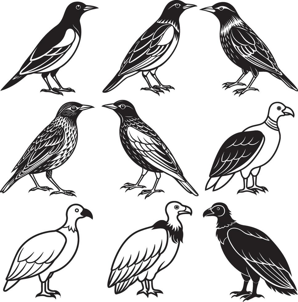 starling and vulture birds image set vector