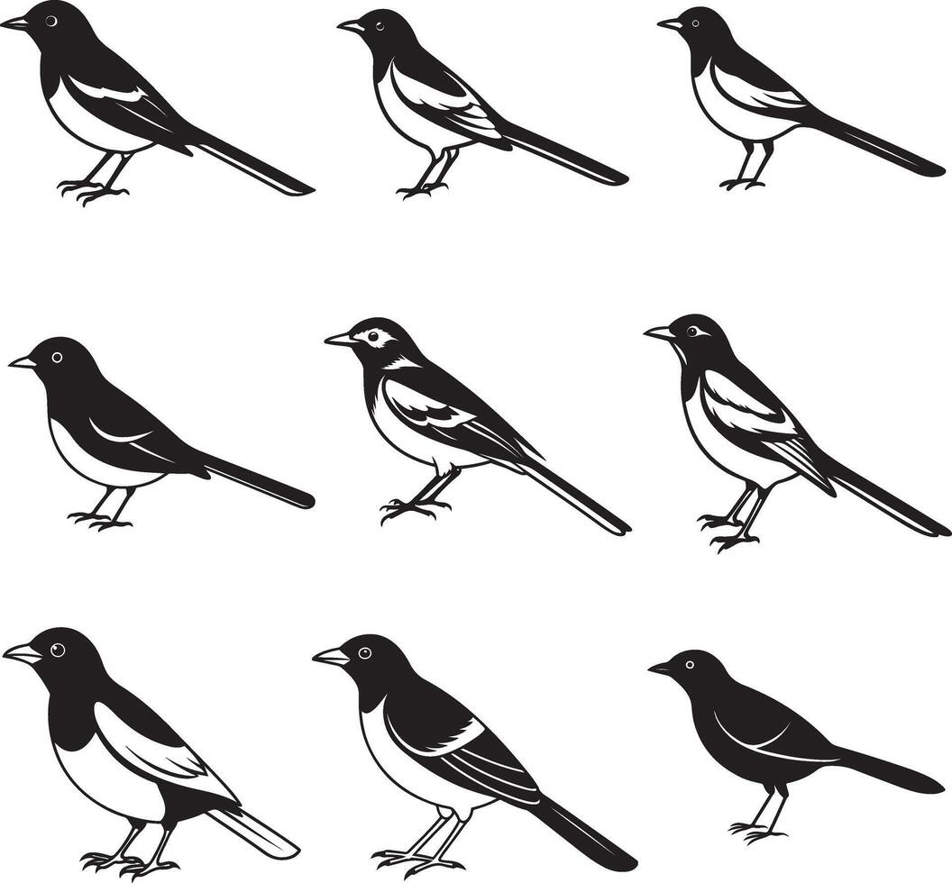 Wagtail and myna birds set vector