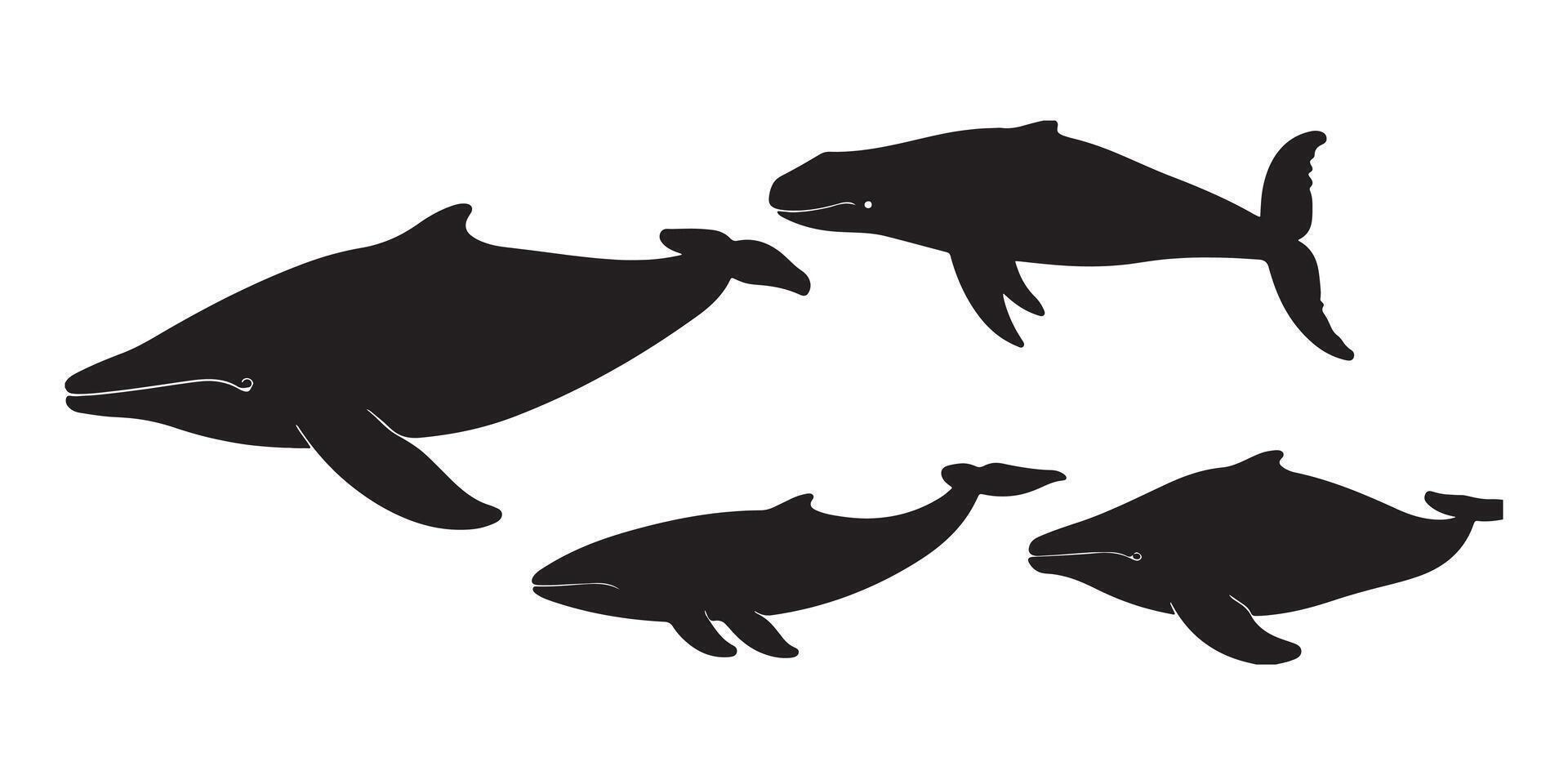 A Collection of Detailed Black Silhouettes Depicting Various Species of Whales in Different Swimming Positions vector