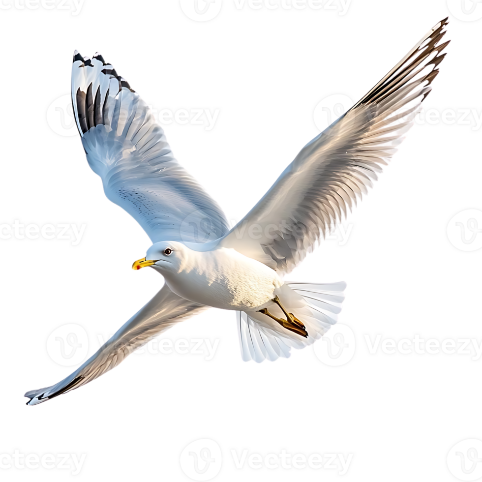 Seagull Soaring Gracefully, Wings Spread Wide on Transparent Background png