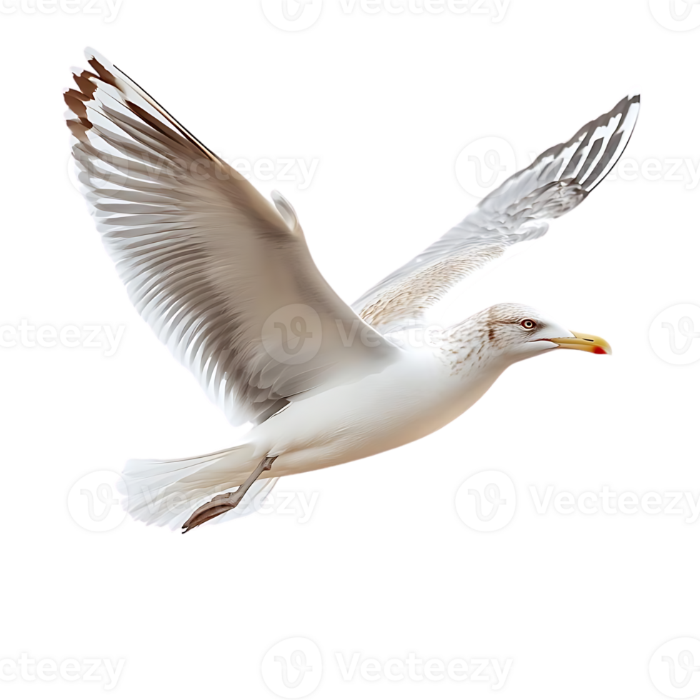Seagull Soars Gracefully, Wings Spread Wide, Transparent Background Image png