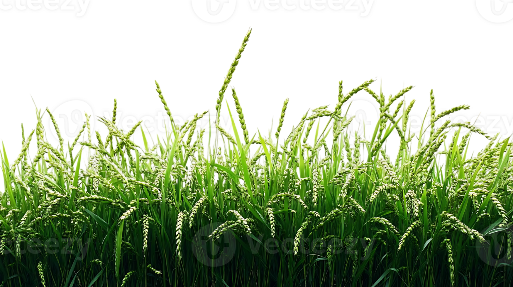 Green Rice Plants Sway Gently in the Breeze, Transparent Background Images png