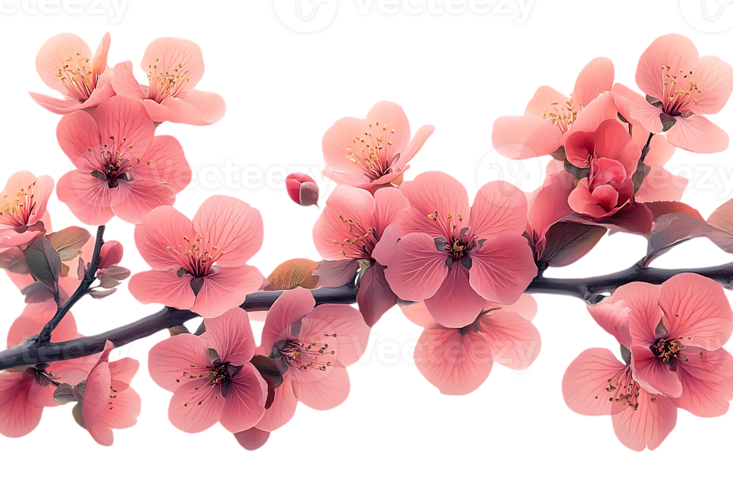 Pink Blossom Branch, Transparent Background, Floral Beauty, Springtime Blooms, Delicate Petals, Nature's Art, Soft Pink Flowers, Isolated Branch, Floral Design, Botanical Image png