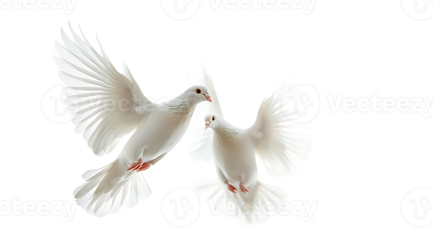 White Doves Soar Gracefully, Flying High on Transparent Background png