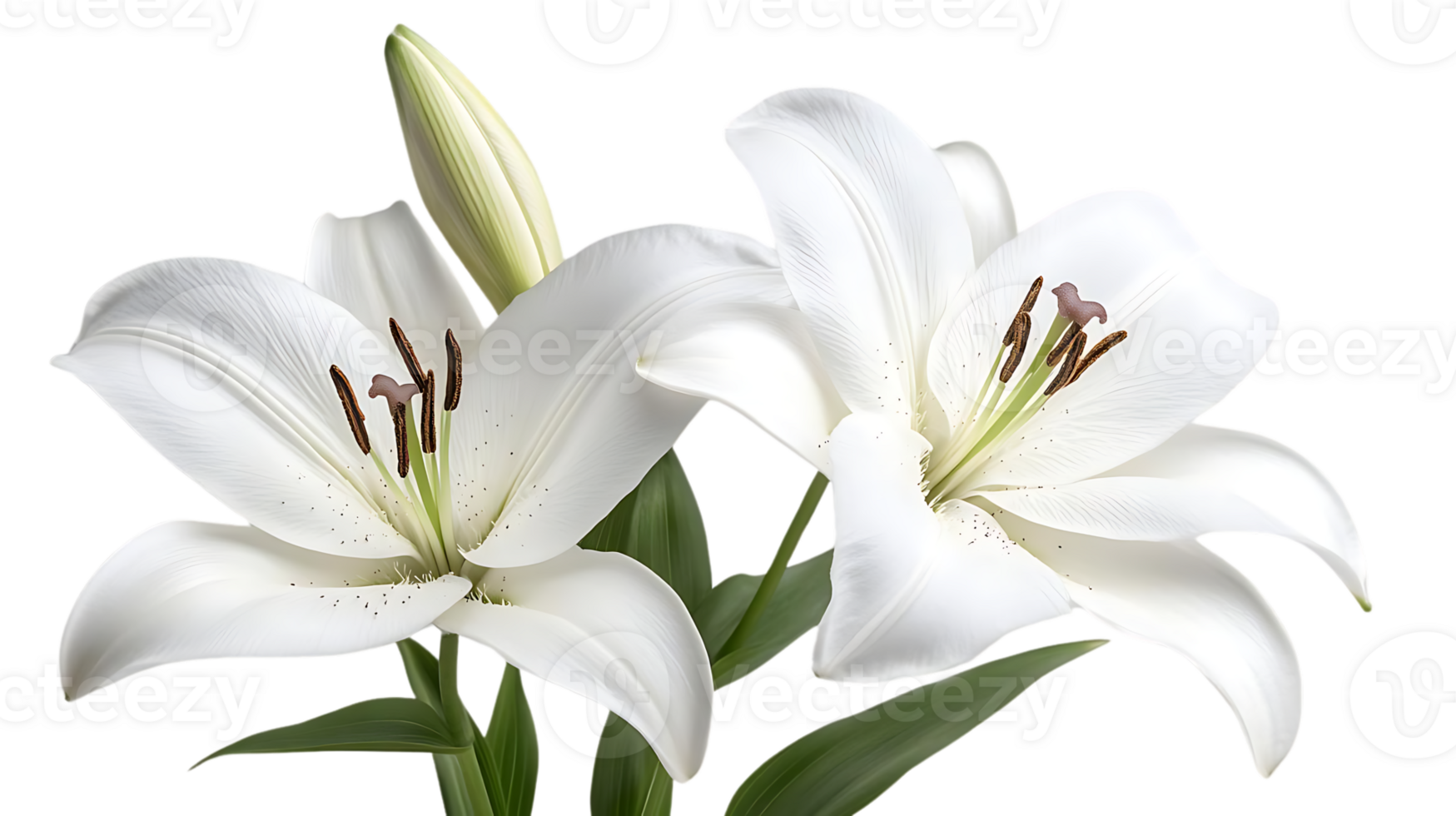White Lilies Bloom Beautifully on Transparent Background png