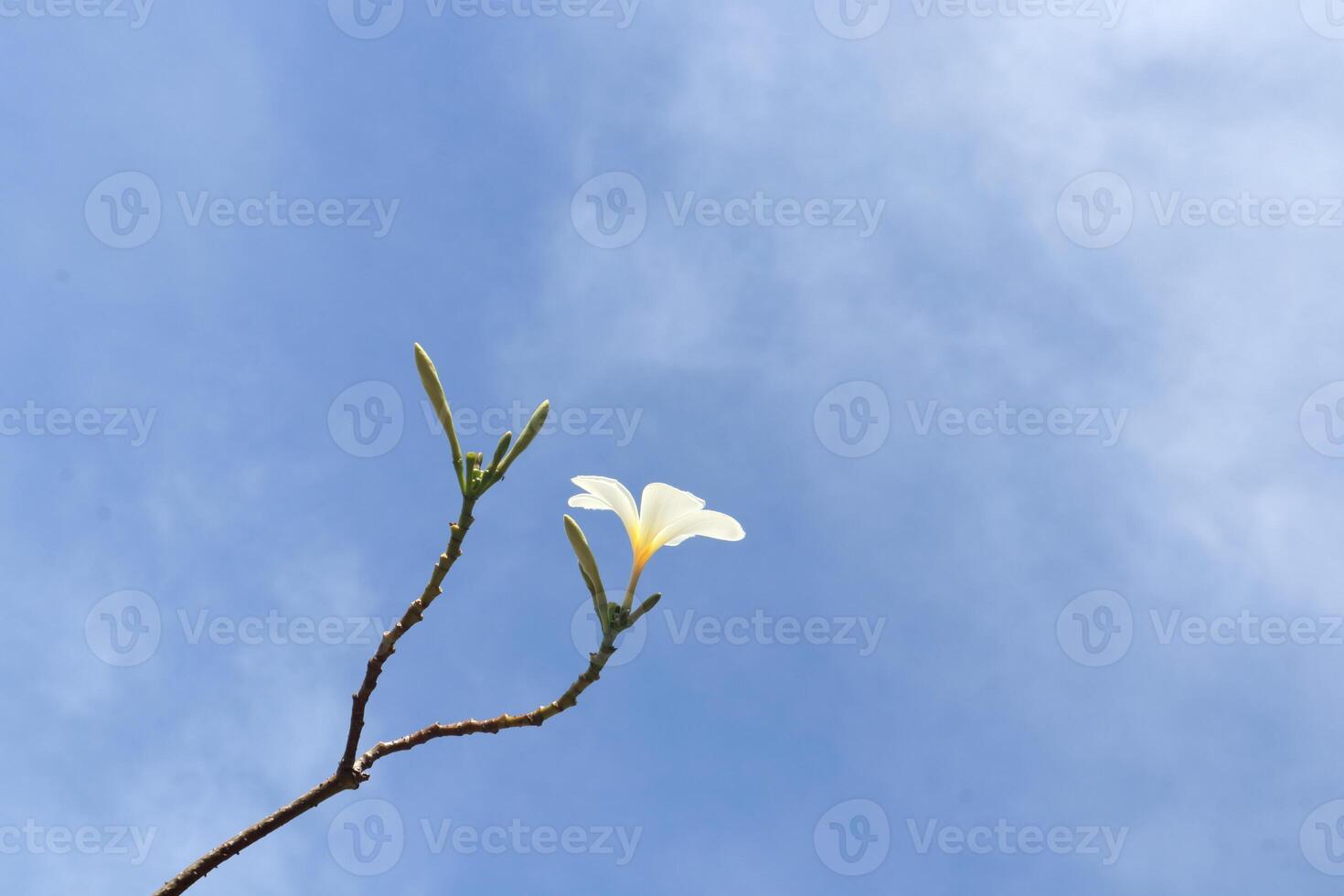 White plumeria of frangipani blooming on branch and white cloud sky background. photo