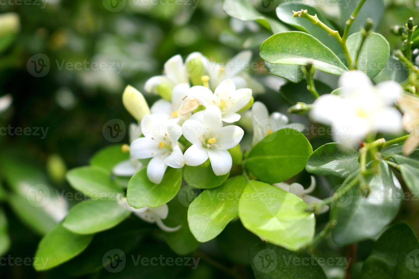 White flowers Murraya paniculata or Orange jasmine blooming on branch with green leaves. Another name China Box tree, Chinese Box Wood, Orange Jessamine and Andaman Satinwood. photo