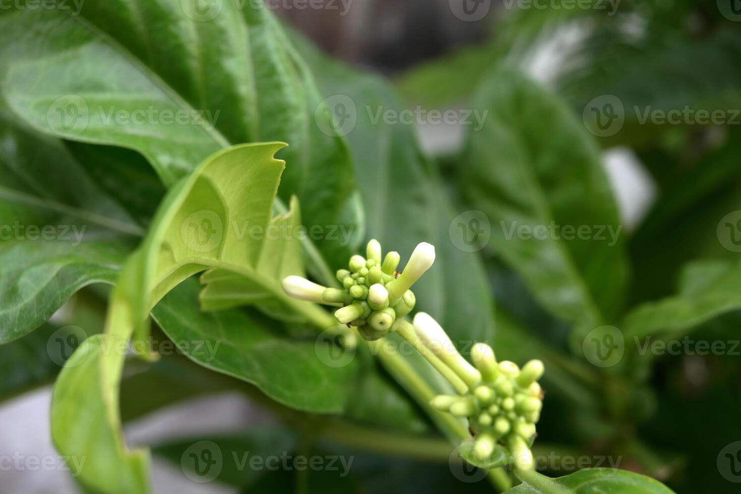 Young white Noni or Morinda citrifolia flowers growing on bunch and green leaves background in Thailand. Another name is Great Morinda, Tahitian Noni, Indian Mulberry, Beach Mulberry. photo