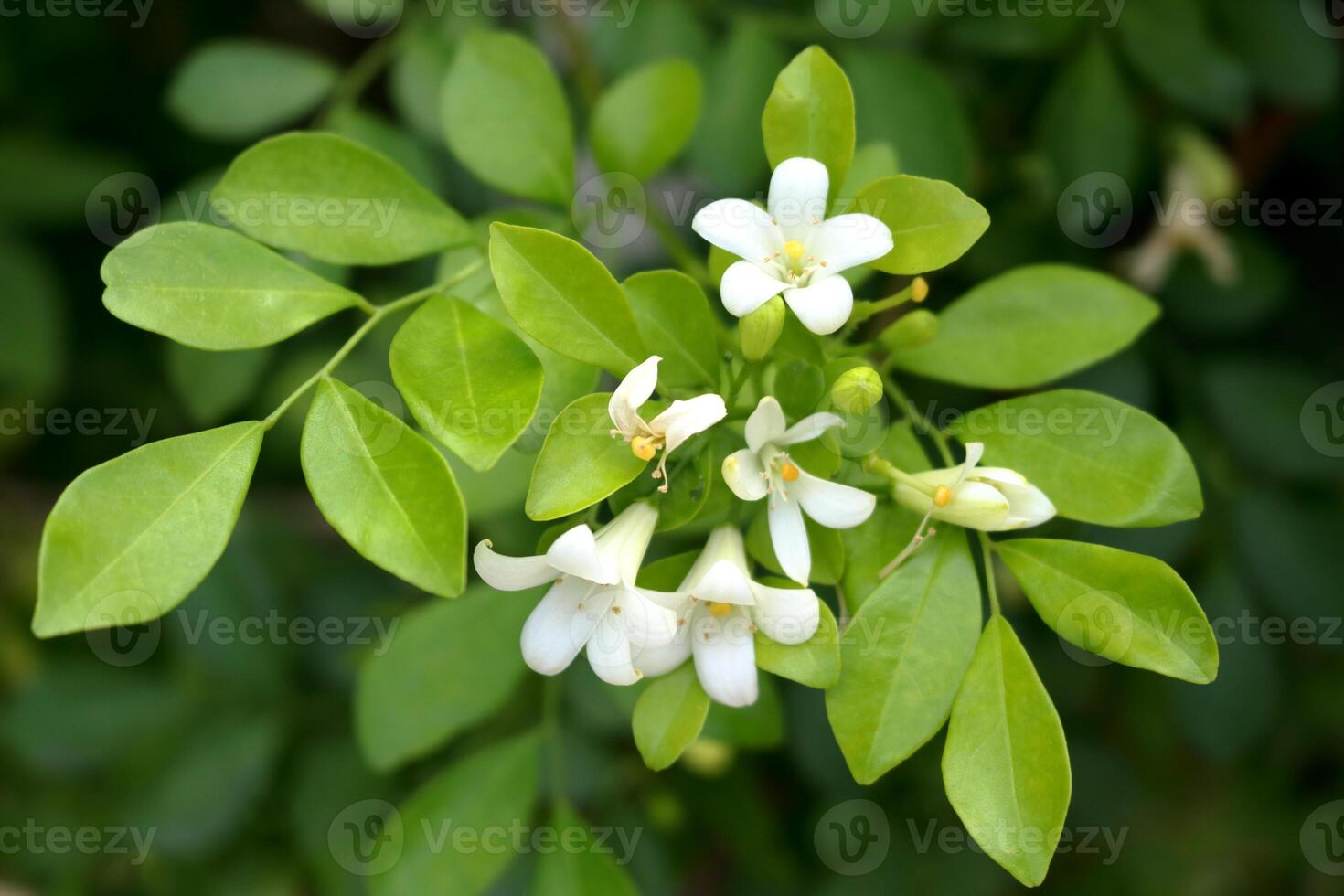 Close up white flowers Murraya paniculata or Orange jasmine blooming on branch and young green leaves. Another name China Box tree, Chinese Box Wood, Orange Jessamine and Andaman Satinwood. photo