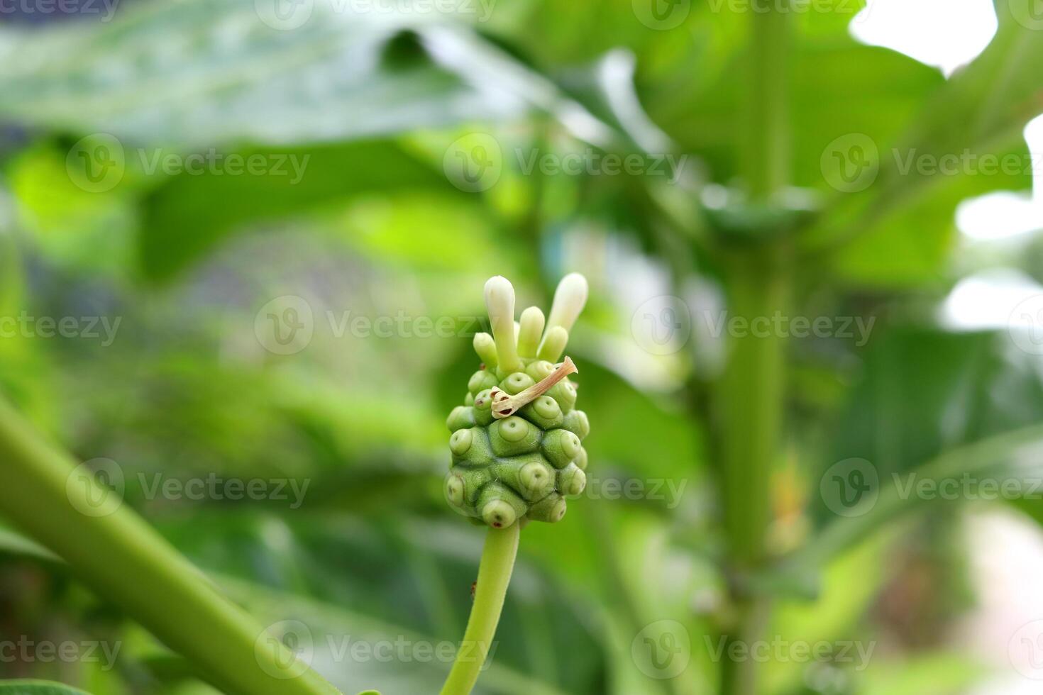 Unripe Noni or Morinda citrifolia fruit with white flowers growing on branch. Another name is Great Morinda, Tahitian Noni, Indian Mulberry, Beach Mulberry. photo