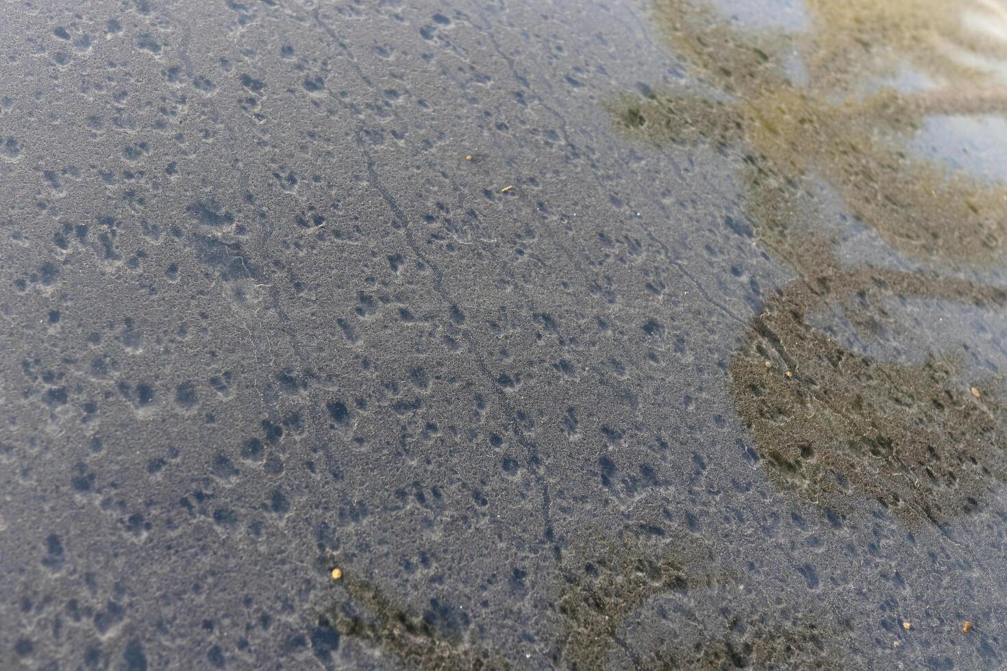 Dust on windshield of car with reflection tree and some spot of raindrop on surface. photo