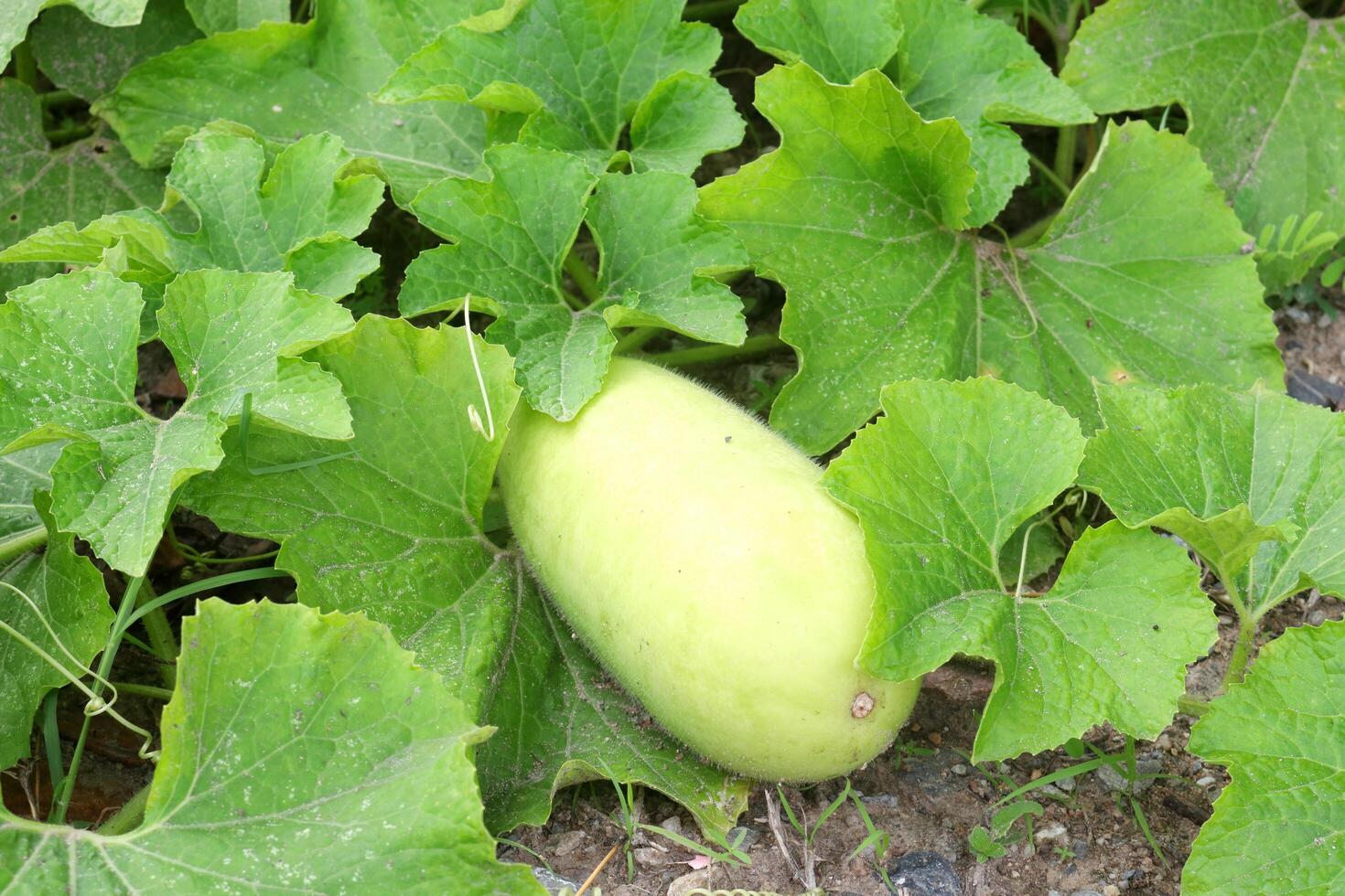 Close up young green fruit of Benincasa hispida or White ground surrounding leaves. Another name is Winter melon, Wax gourd, Winter gourd or Preserving melon. photo