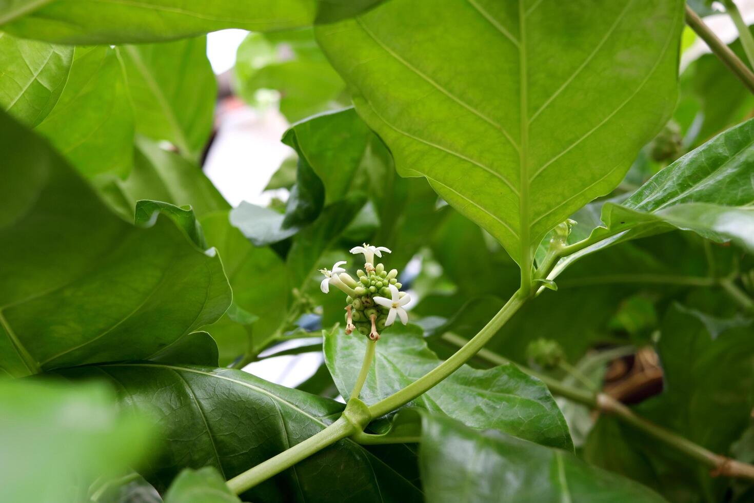 Noni or Morinda citrifolia white flowers blooming on bunch surrounded green leaves. Another name is Great Morinda, Tahitian Noni, Indian Mulberry, Beach Mulberry. photo