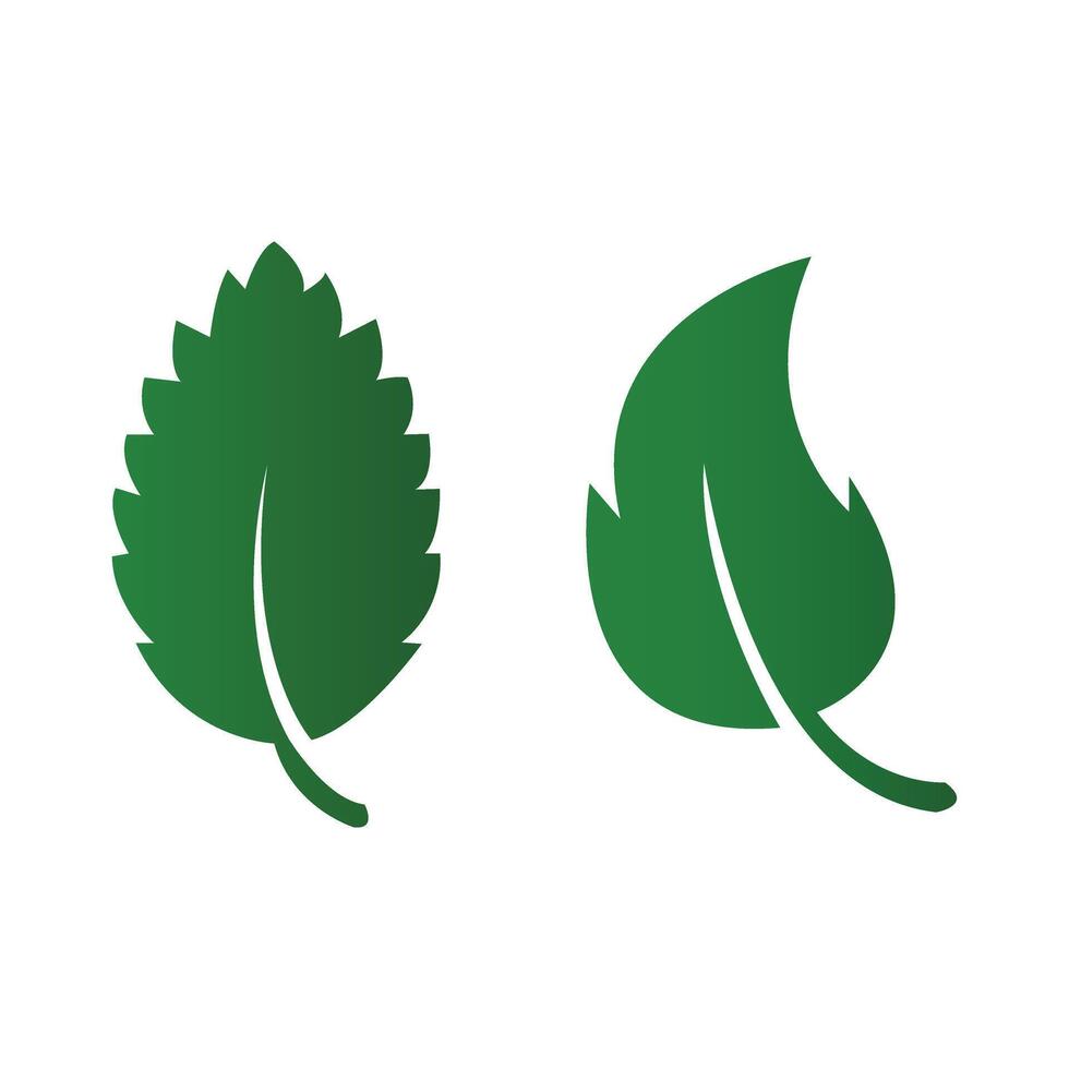 two green leaves are shown on a white background vector