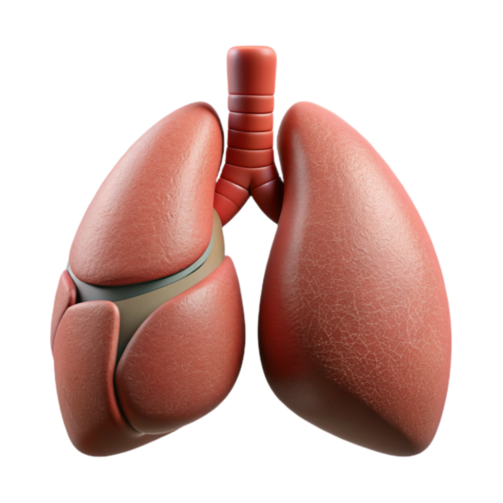 wonderful contemporary Healthy Lungs Medical Illustration genuine png