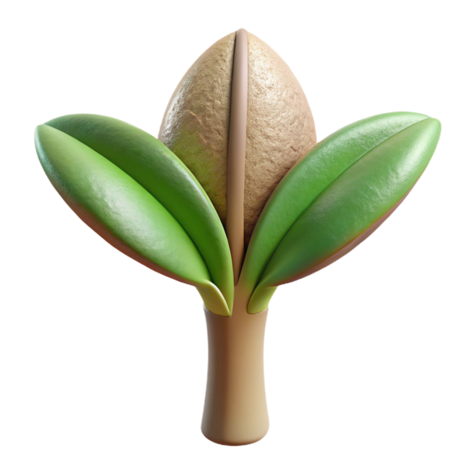 extraordinary contemporary Healthy Plant Stem Cross Section Transparent Background exclusive png