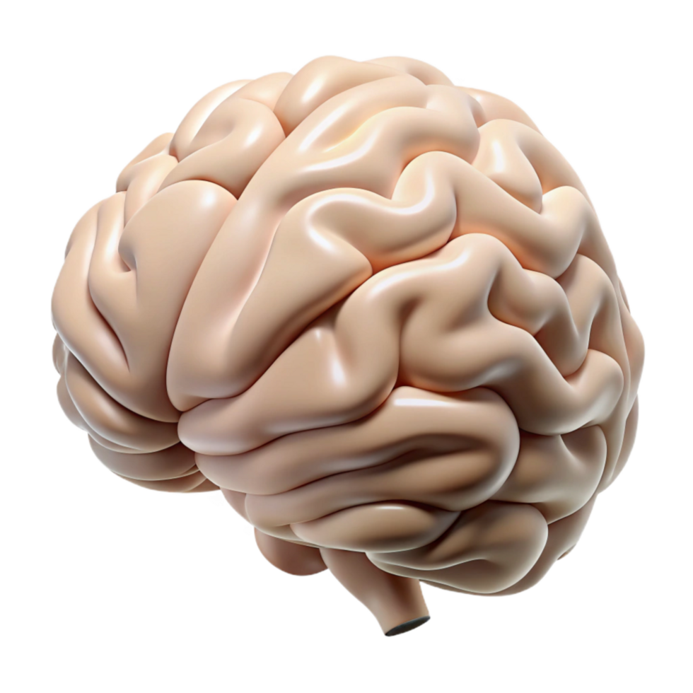 elegant minimalist Human Brain Anatomy Illustration Isolated on White authentic png