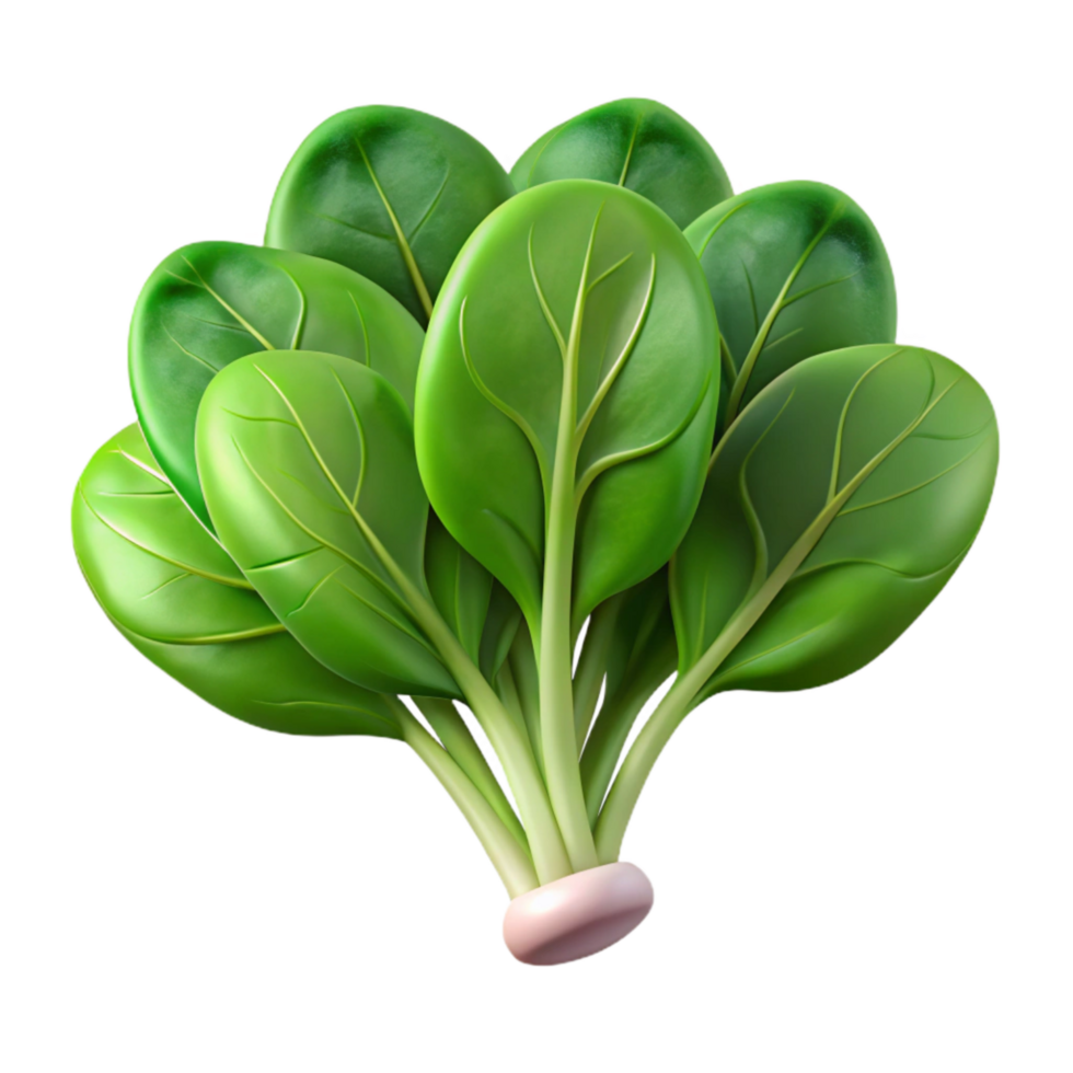 beautiful rustic Hydroponic Spinach Freshly Harvested Transparent Background high resolution png