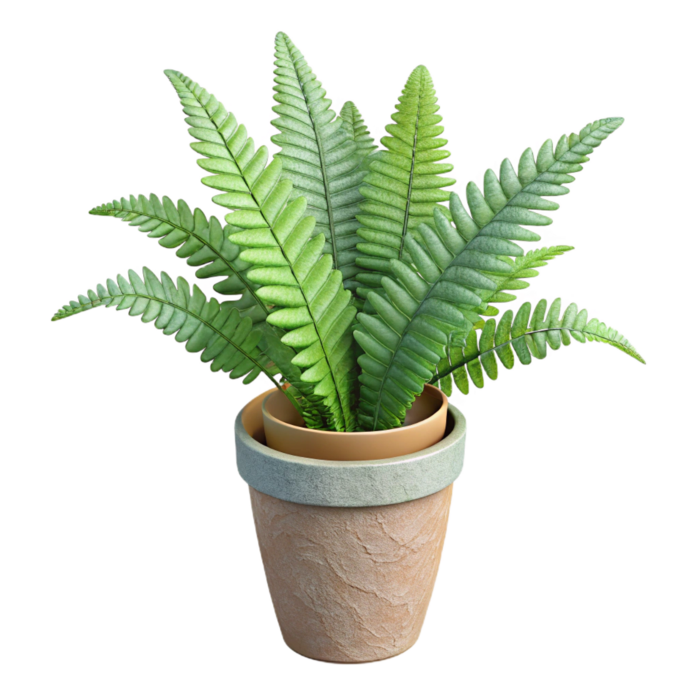 vibrant artistic Indoor Plant Potted Fern Isolated premium png