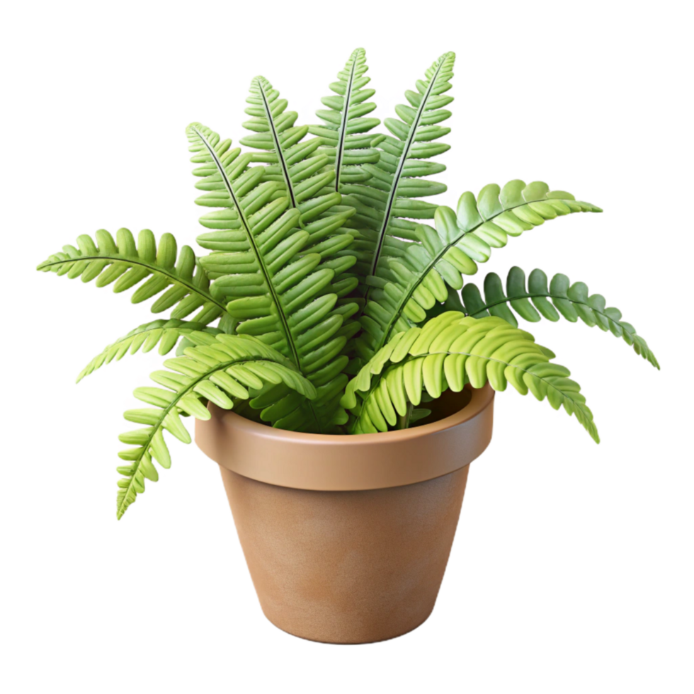 dramatic abstract Indoor Plant Potted Fern Isolated original png