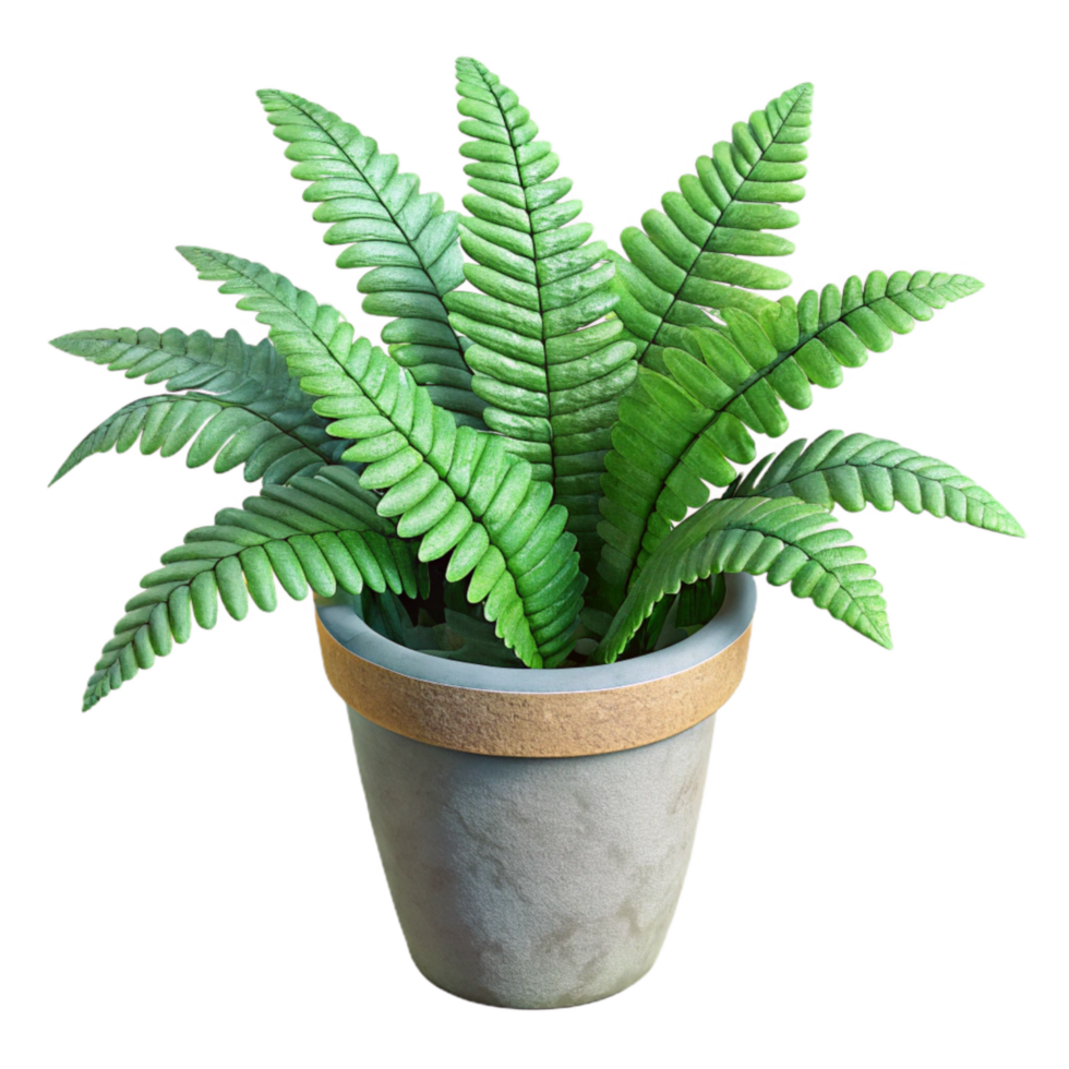 magnificent vintage Indoor Plant Potted Fern Isolated authentic png
