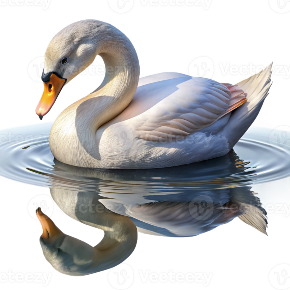 wonderful abstract Injured Swan Reflection in Water Transparent Background authentic png