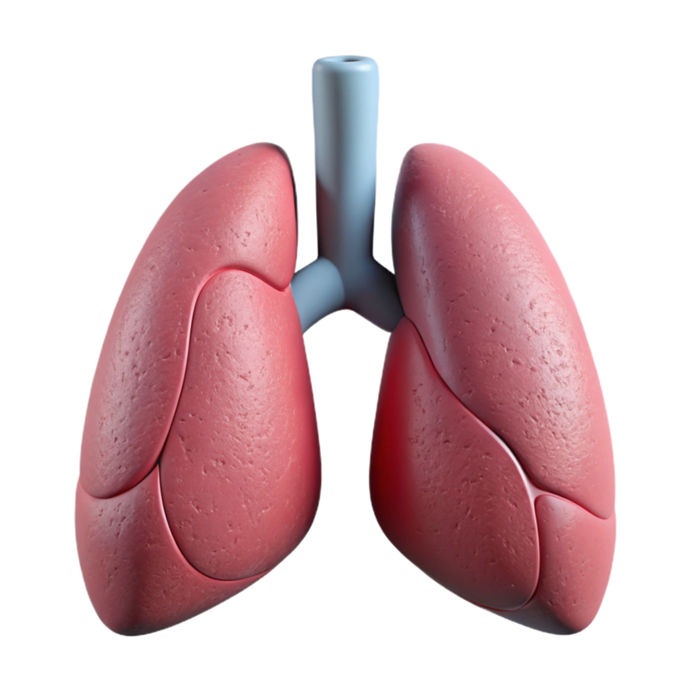 impressive modern Lung Diagram Cutout Element authentic png