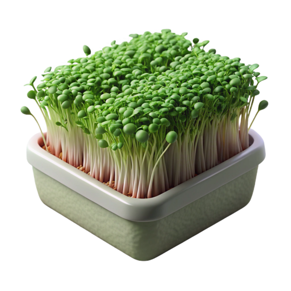 dramatic traditional Microgreens Growing Densely Packed Transparent professional png