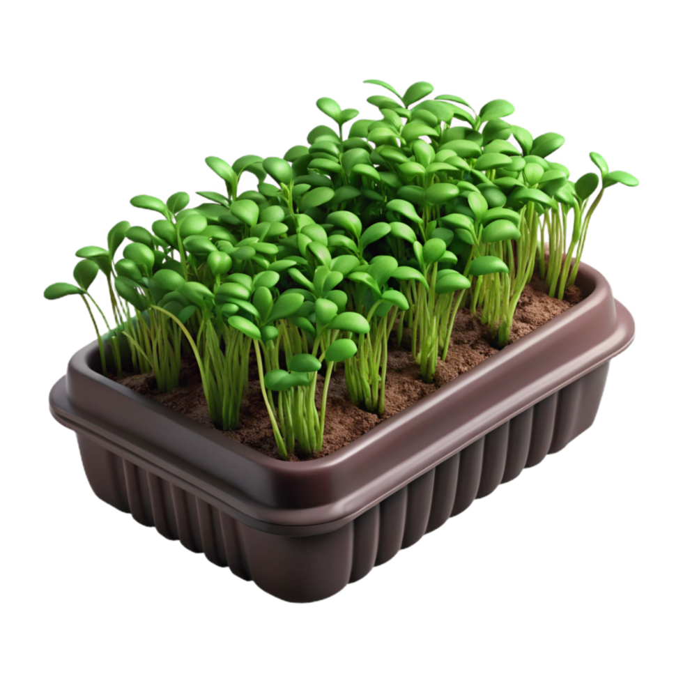 beautiful abstract Microgreens Growing in Tray High Angle Transparent Background premium png