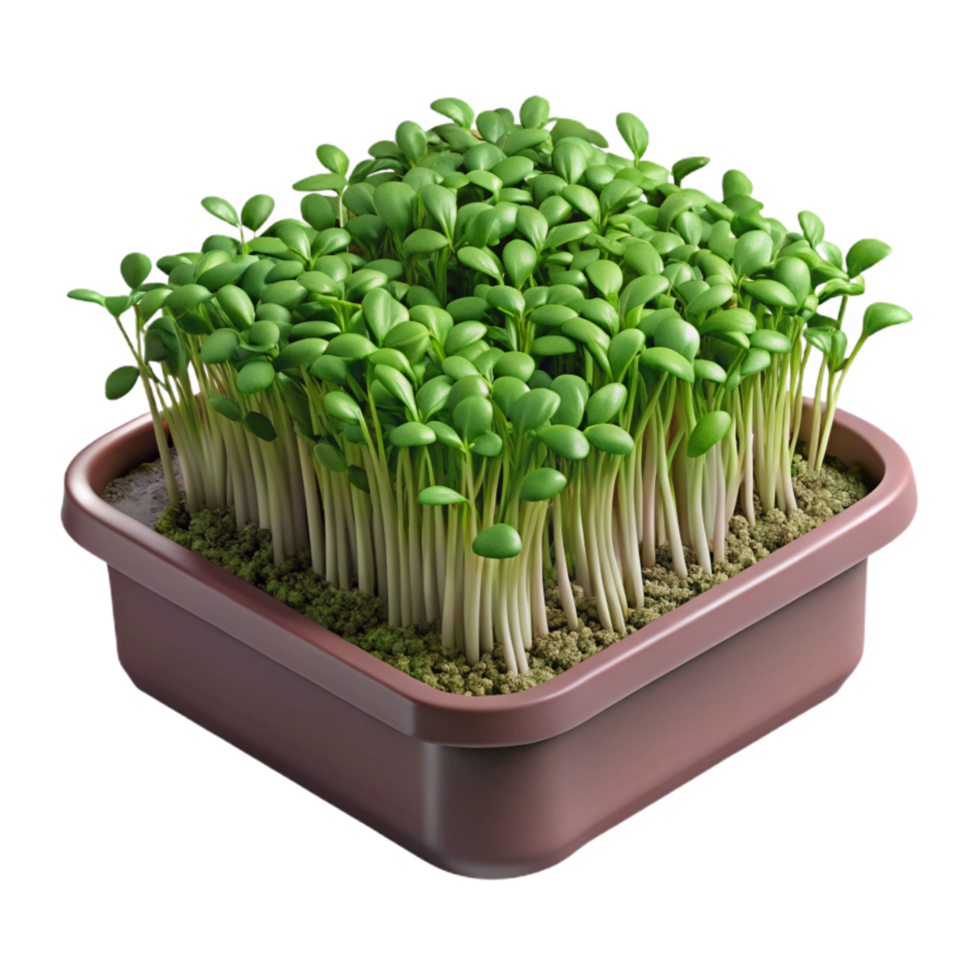 wonderful minimalist Microgreens Growing in Tray High Angle Transparent Background genuine png