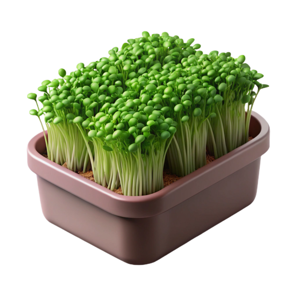 vibrant creative Microgreens in Container High Angle Isolated high quality png