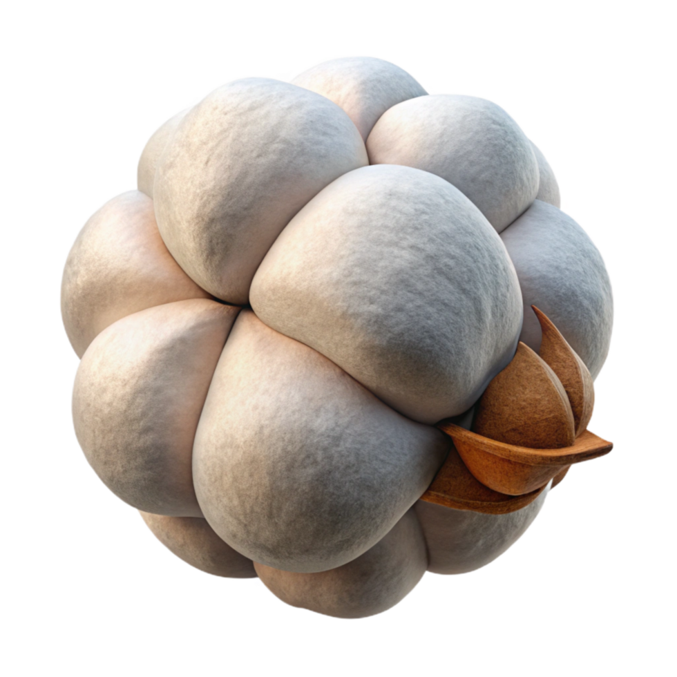 dramatic minimalist Organic Cotton Boll Branch Transparent Background authentic png