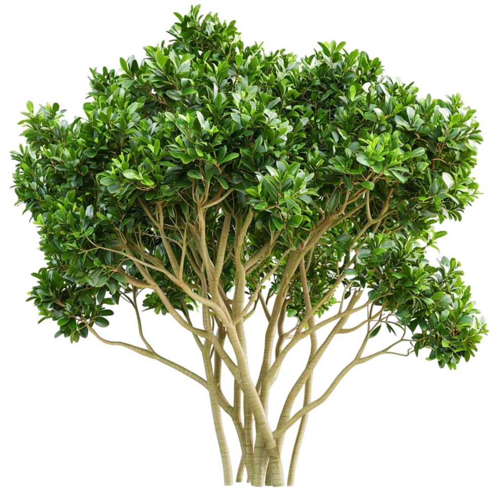 Lush green tree multiple branches dense foliage png