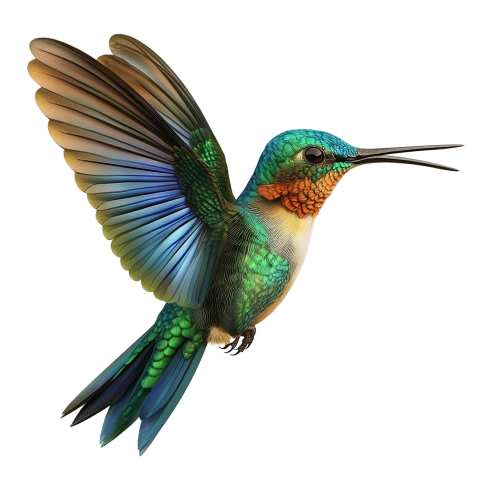 Colorful hummingbird iridescent feathers hovering in miir png