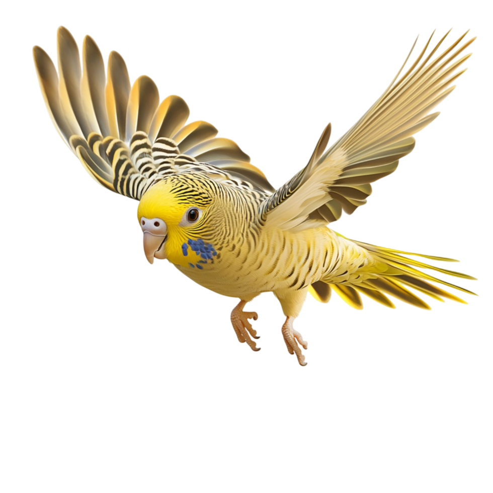 Small yellow parrot in mid flight outstretched wings png