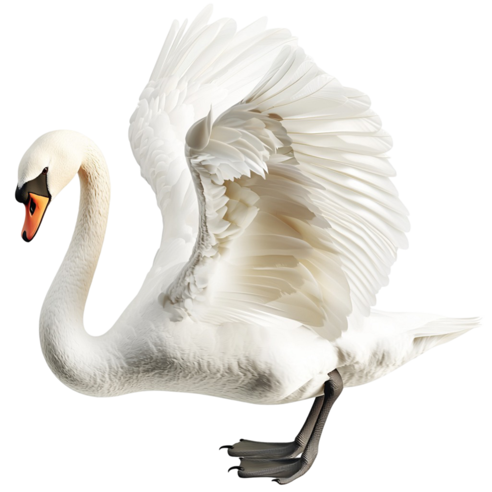 Majestic white swan spreading its wings while walking gracefully png