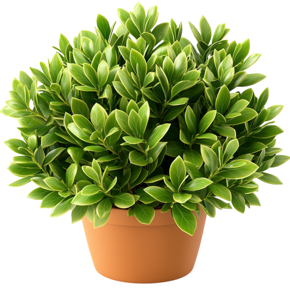 Lush green potted plant dense foliage png