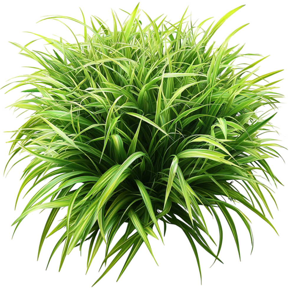 Lush green grass bush long blades full of life png